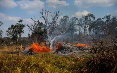 ¿Cómo ayudar ante la tragedia del Amazonas?