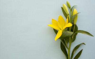 Desinfectantes de manos econaturales y certificados