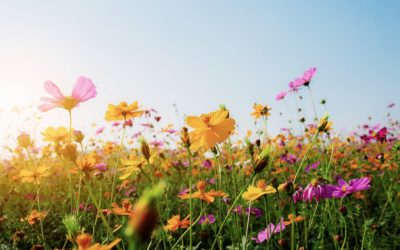 Orden en primavera: Los beneficios de ordenar tu casa con el cambio de estación